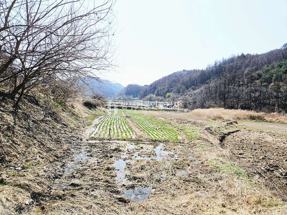 경기 양평군 양동면 단석리 양동면토지매매 519.09평/ 평당40만원 매매 매물번호 14890 사진 6